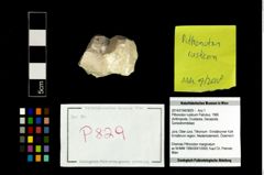 Foto (Objekt + Etikett) von Pithonoton rusticum (Patrulius, 1966)  (NHMW-GEO-2014-0194-0829)